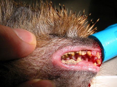 Zahnstein beim Igel und Zahnbehandlung
