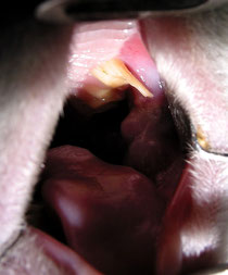 Backenzahnprobleme Kaninchen - Zahnfehlstellung Zahnspitzen
