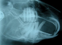Röntgen: Zahnexraktion bei einem Kaninchen mit Zahnprobleme an den Backenzähnen