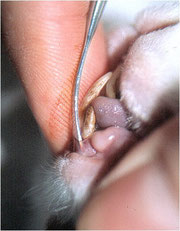 Zahnextraktion beim Kaninchen - Zähne ziehen - Schneidezahnprobleme