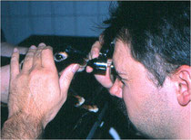 Zahnuntersuchung beim Kaninchen - Untersuchung der Maulhöhle