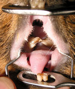 Nachwachsen können meerschweinchen zähne Können Zähne
