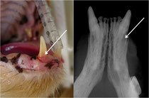 Katze - Forl - Zahnröntgen - Zahnschäden