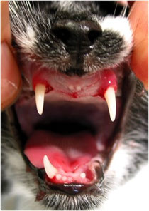 Katze - Zahnfleischentzündung - Gingivitis - Parodontitis - Maulgeruch - Mundgeruch