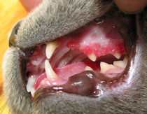 K atze - Zahnfleischentzündung - Gingivitis - Parodontitis - Parodontose