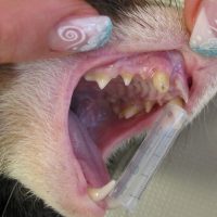 Abgebrochener Zahn bei einem Frettchen - Zahnfraktur