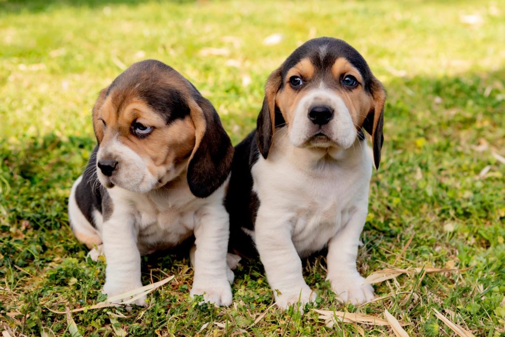 ideologi Ikke moderigtigt Mangler Impfungen bei Hunden in unserer chemnitzer Praxis