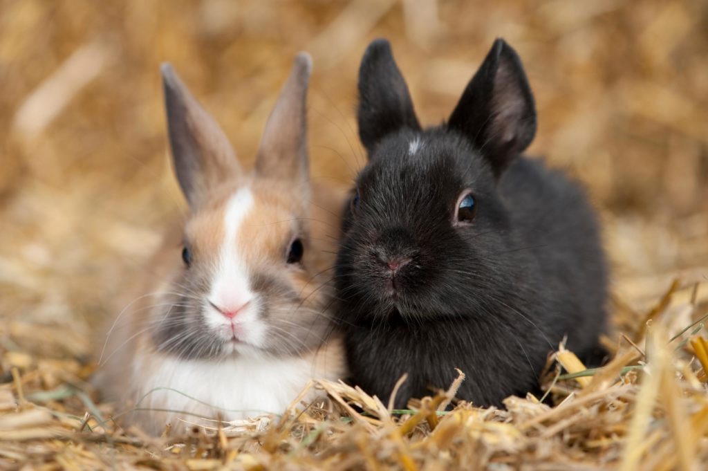 Kaninchen impfen lassen