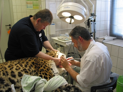 Leopard Taipan kommt zum Zahnarzt